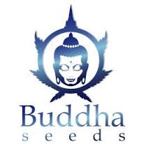 budha logo